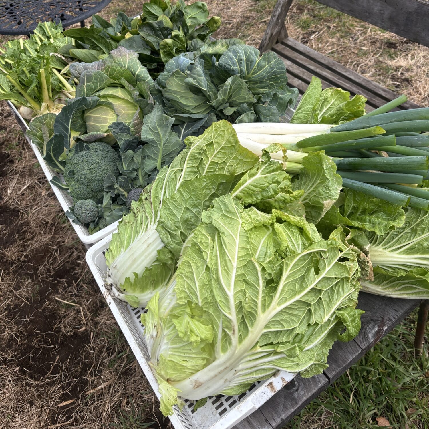 2025/1/21 作業　冬野菜収穫