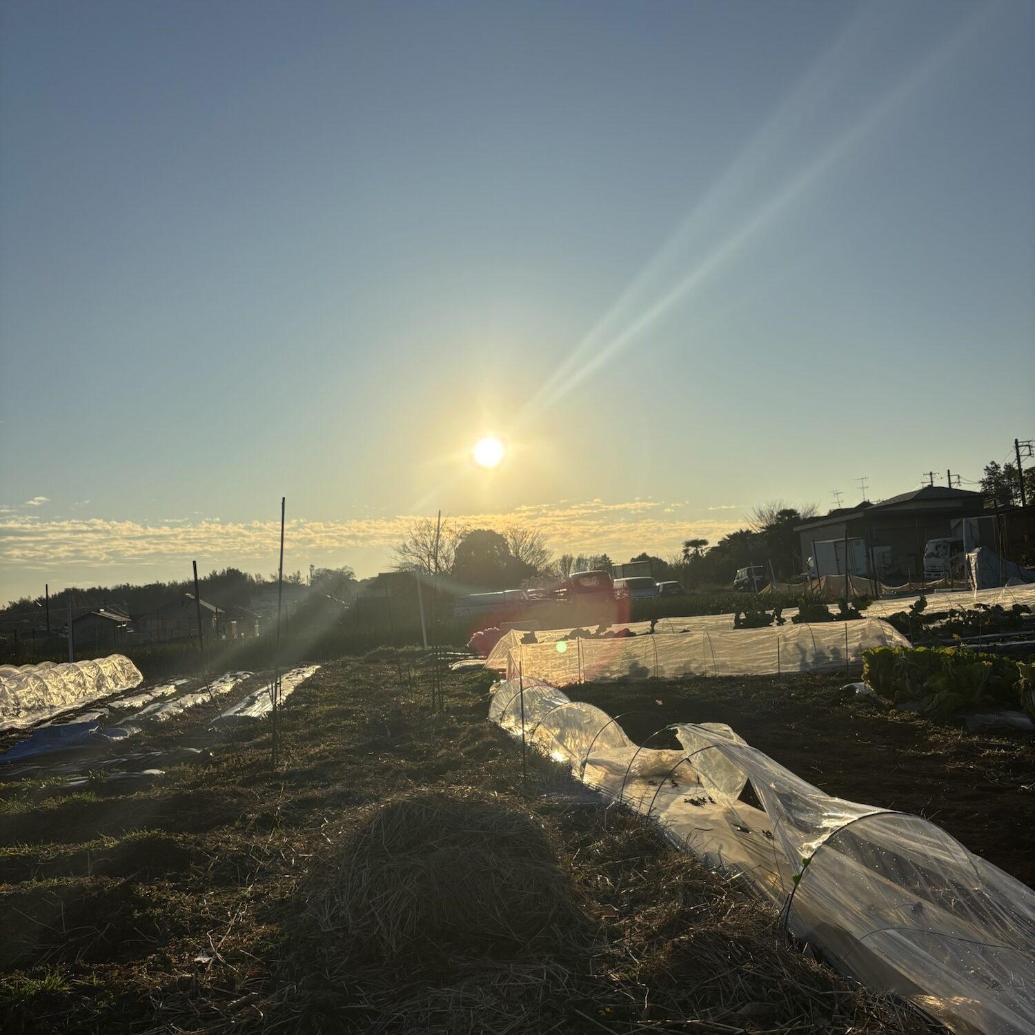 2025年1月28日 作業メモ　小麦追肥と残渣整理
