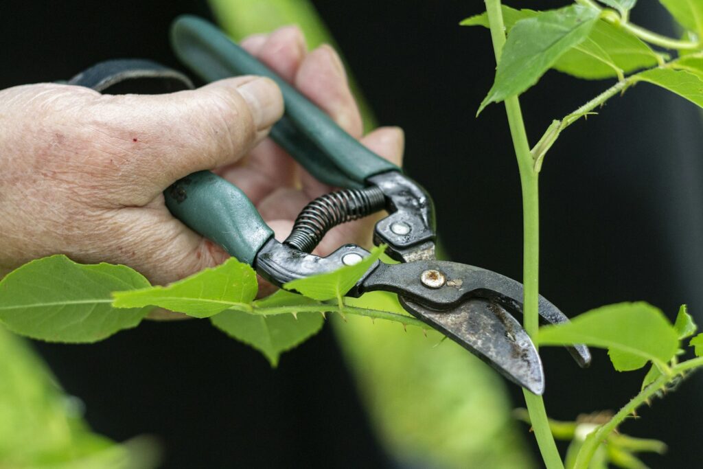 トマトの脇芽かき、いつ・どこを摘む？ Sofarm の判断基準